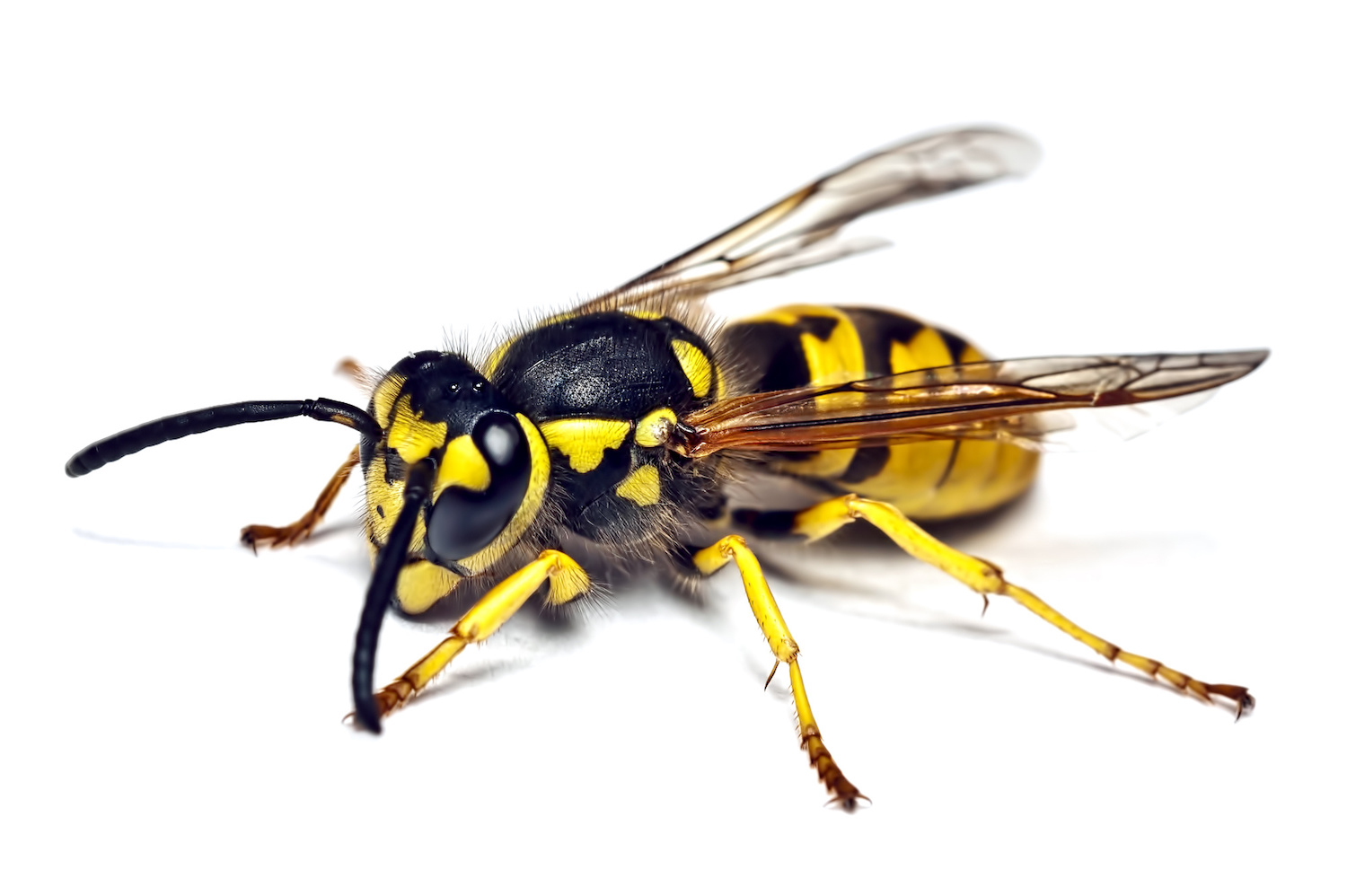 Foto 12 di AS DE PIC