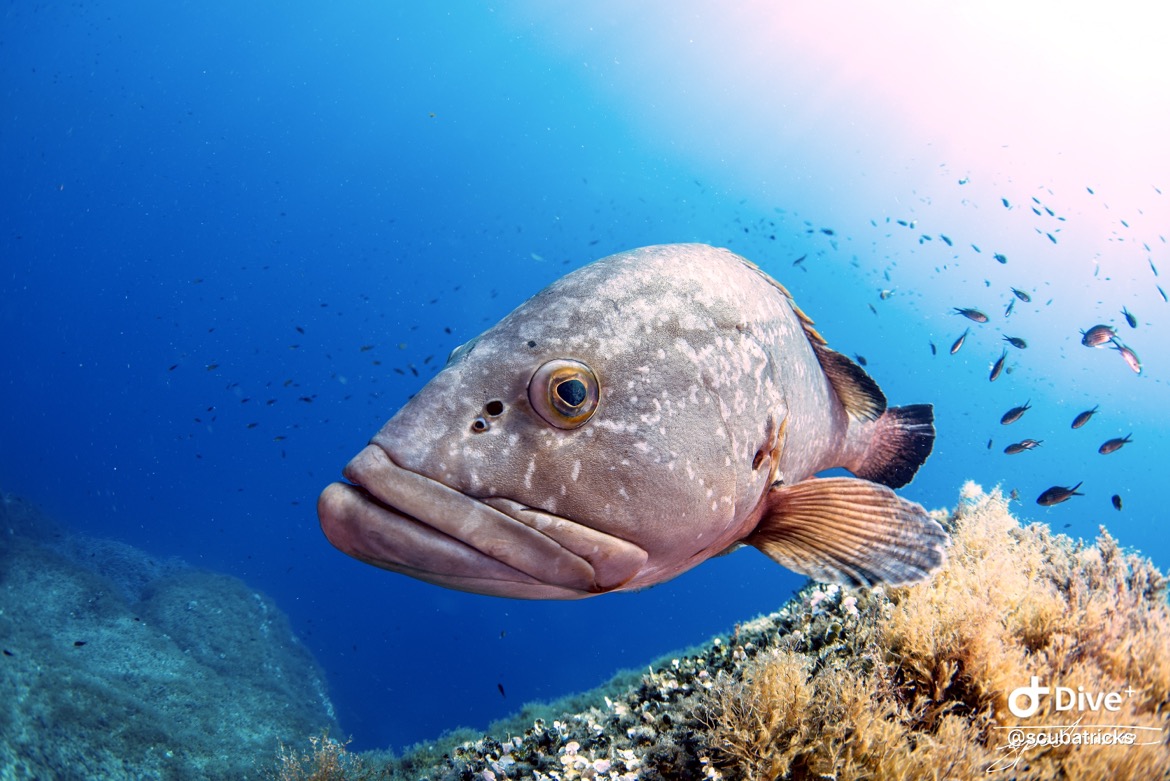 Fotografia 5 de Diving in Elba Biodola