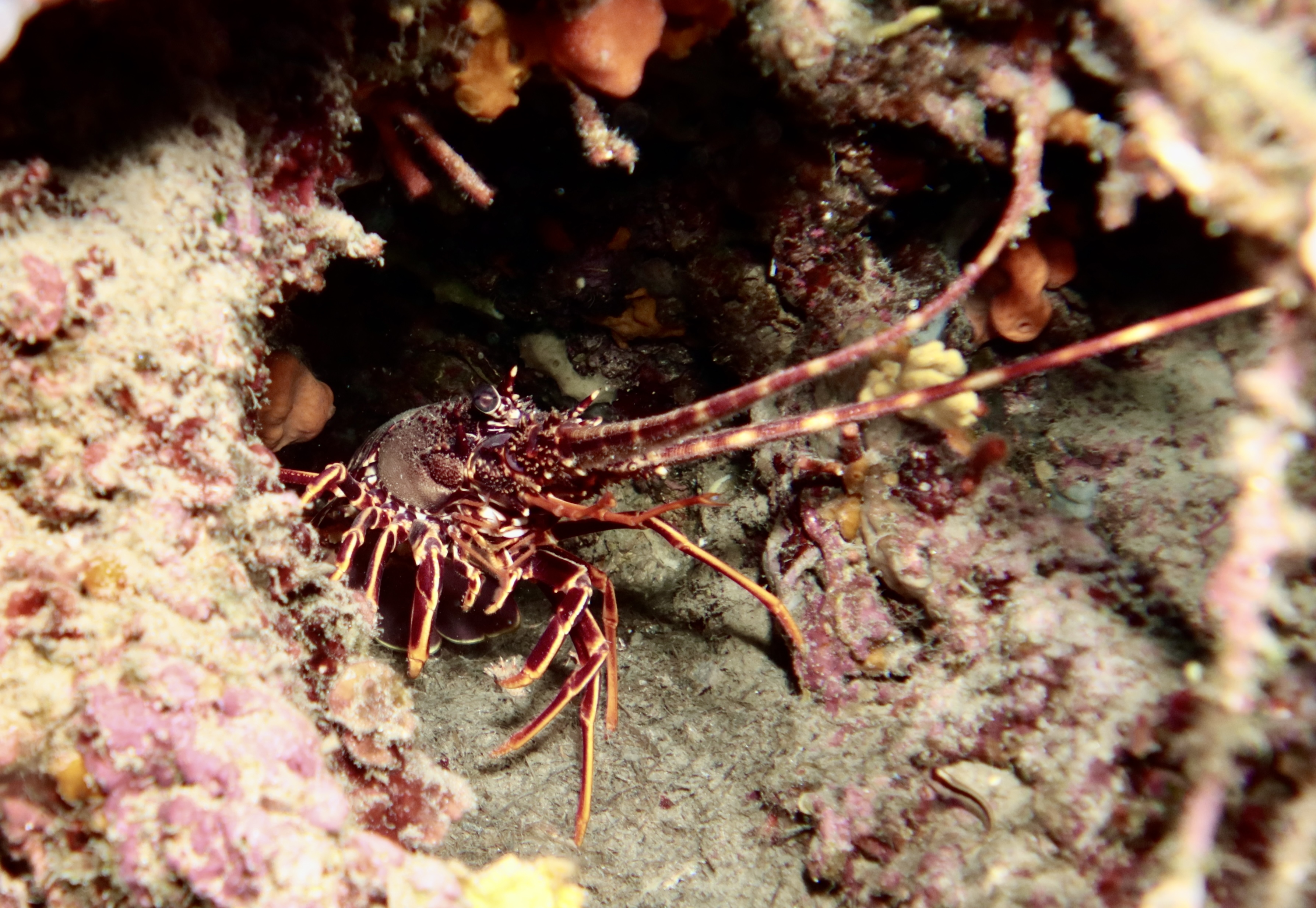 Fotografia 12 de Diving in Elba Biodola
