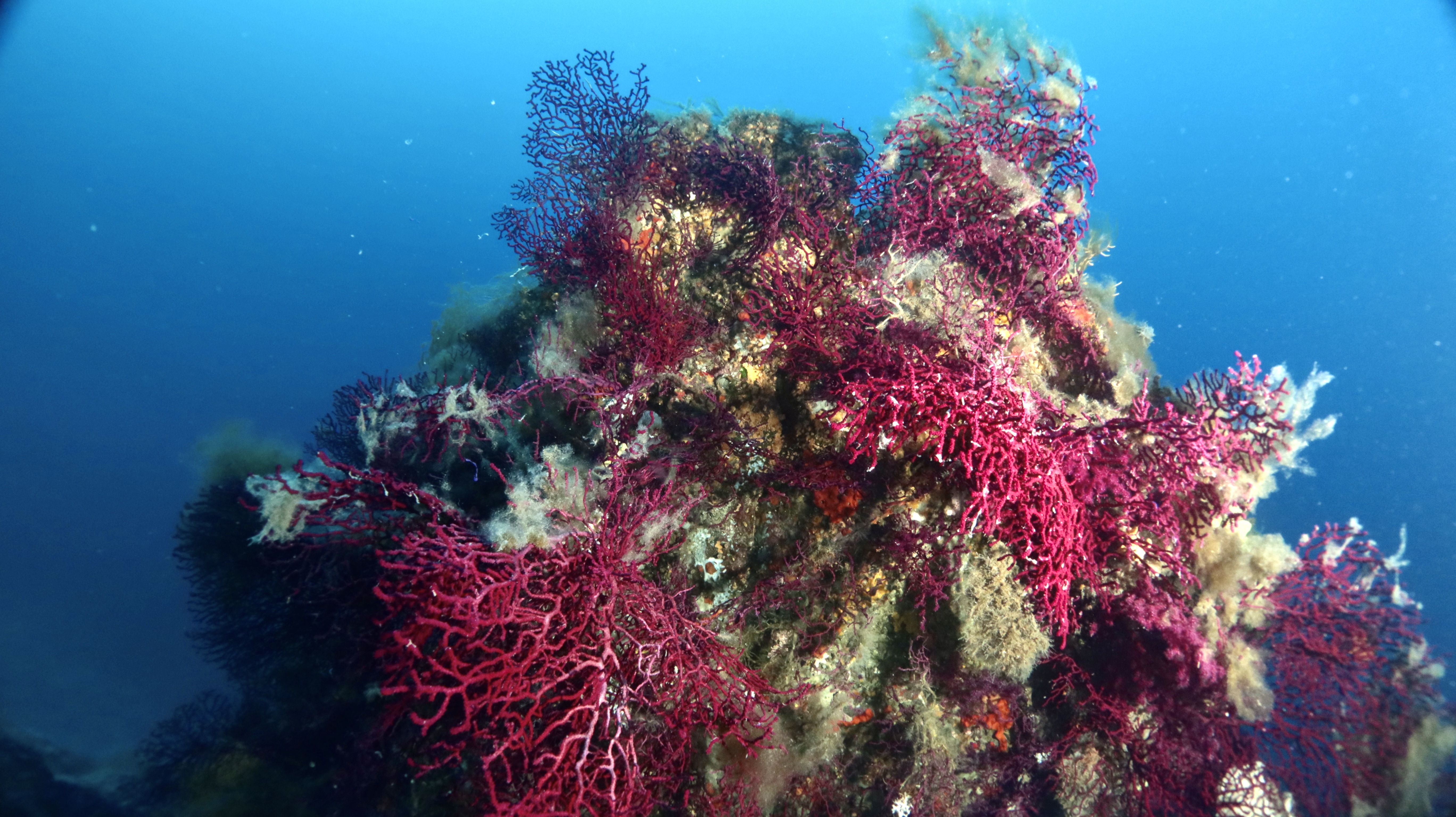 Fotografia 16 de Diving in Elba Biodola