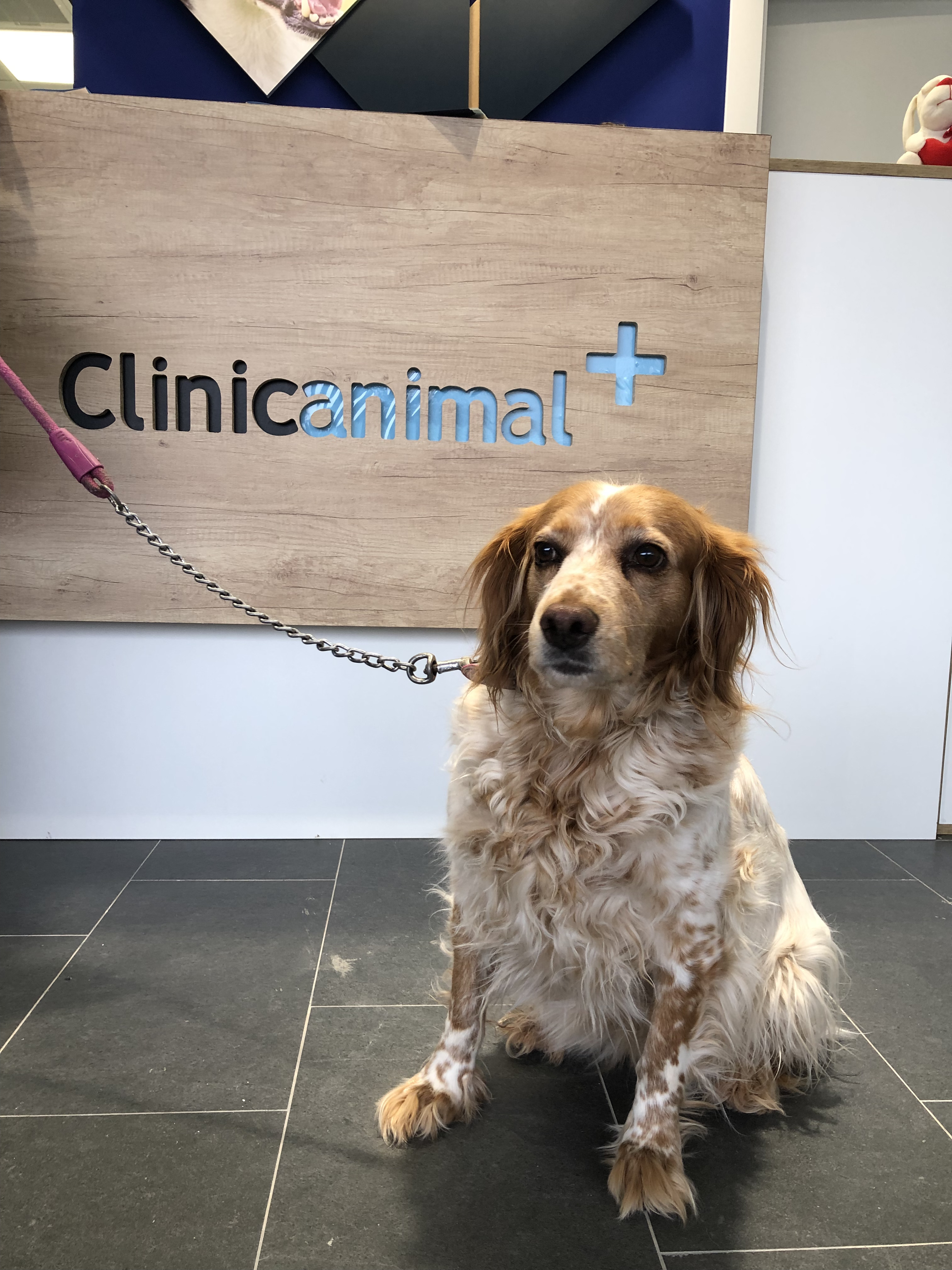 Foto 11 di Clinicanimal