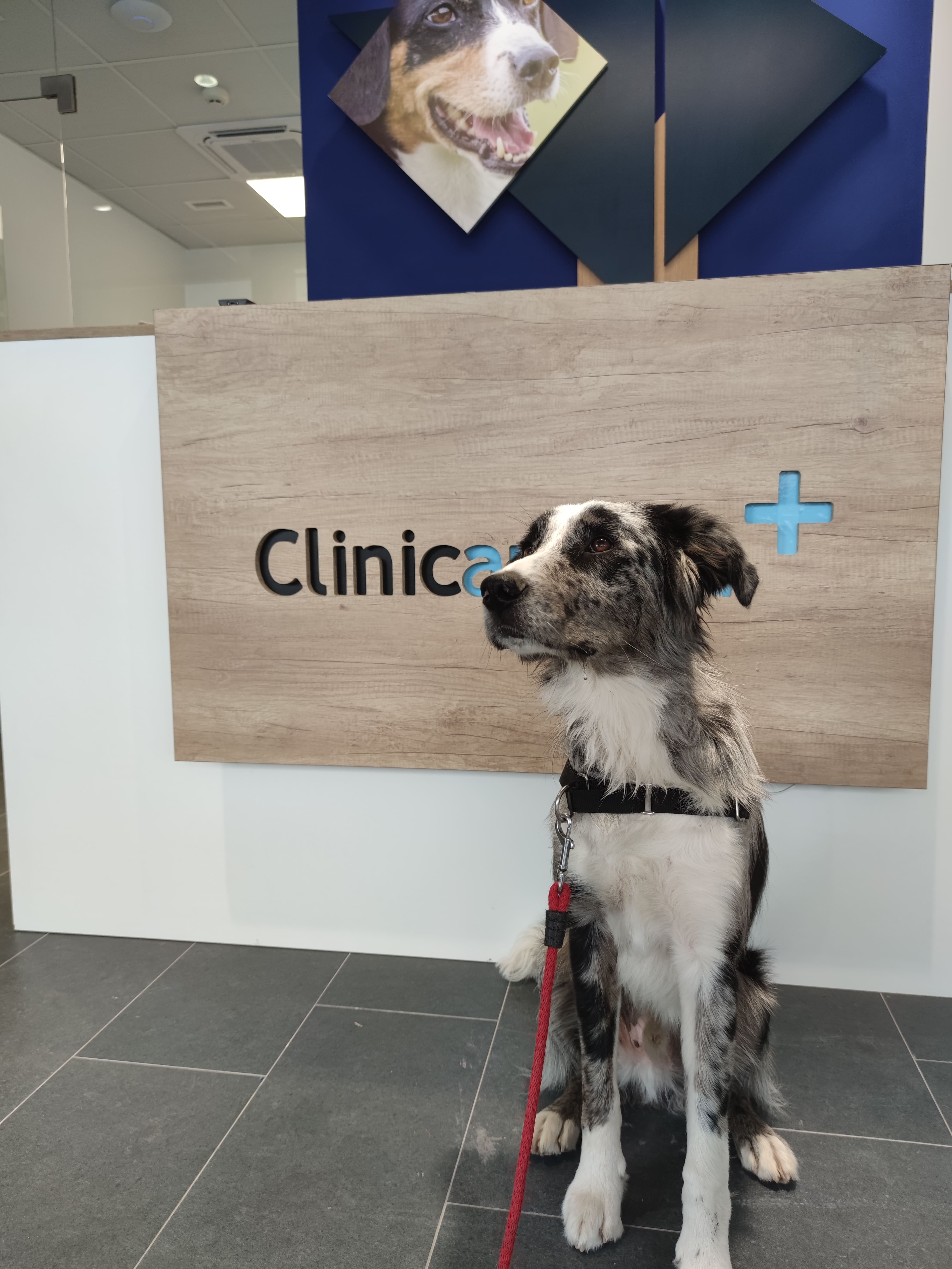 Foto 15 di Clinicanimal