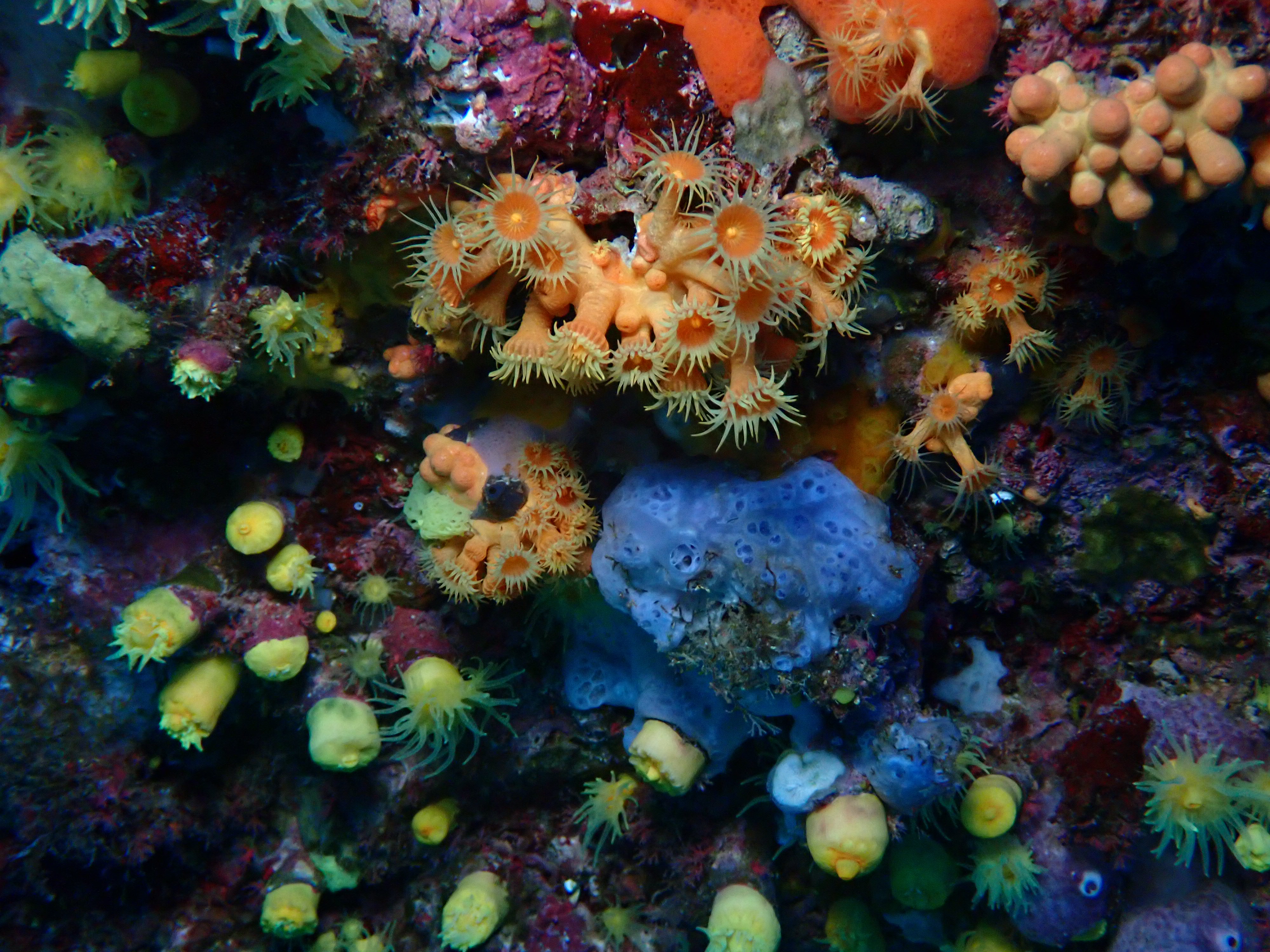 Fotografia 91 de Pollo Diving Asd