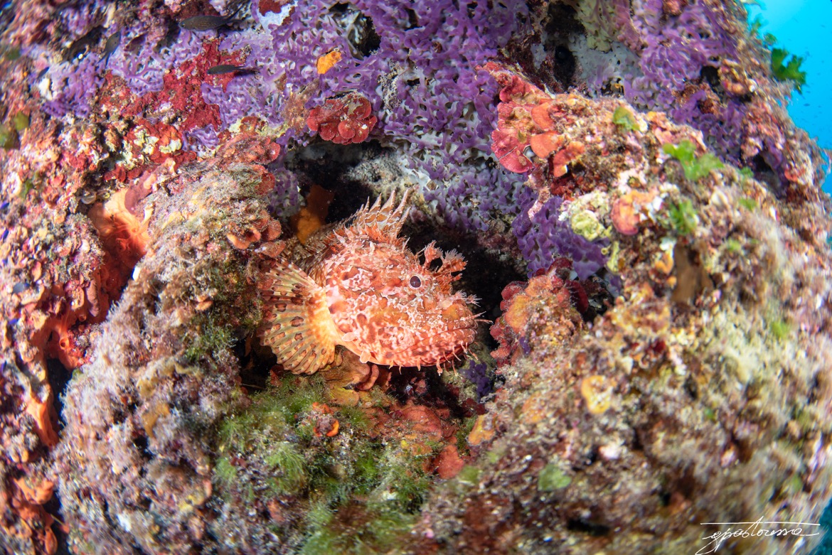 Fotografia 3 de Diving in Elba Biodola