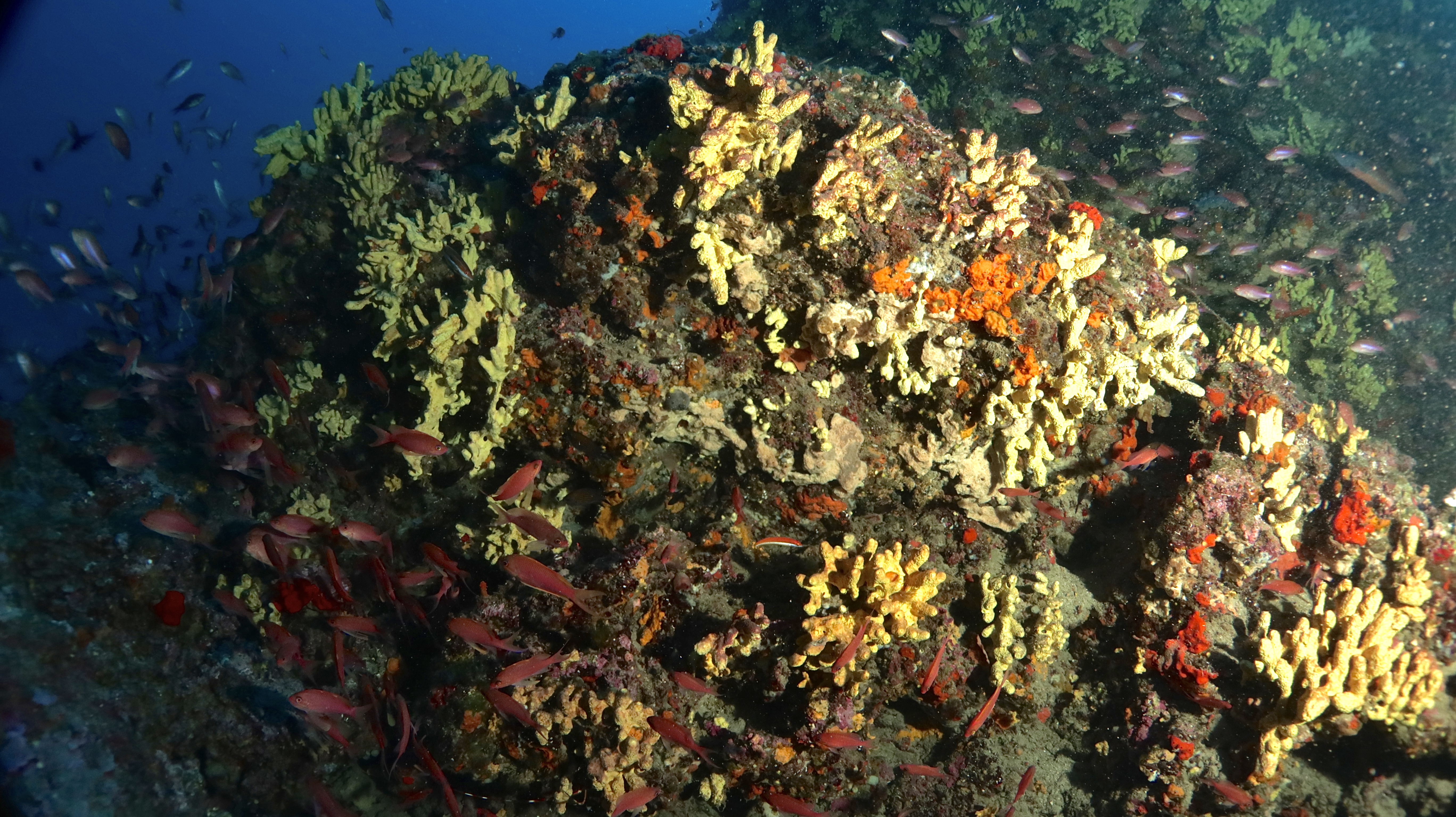 Fotografia 13 de Diving in Elba Biodola