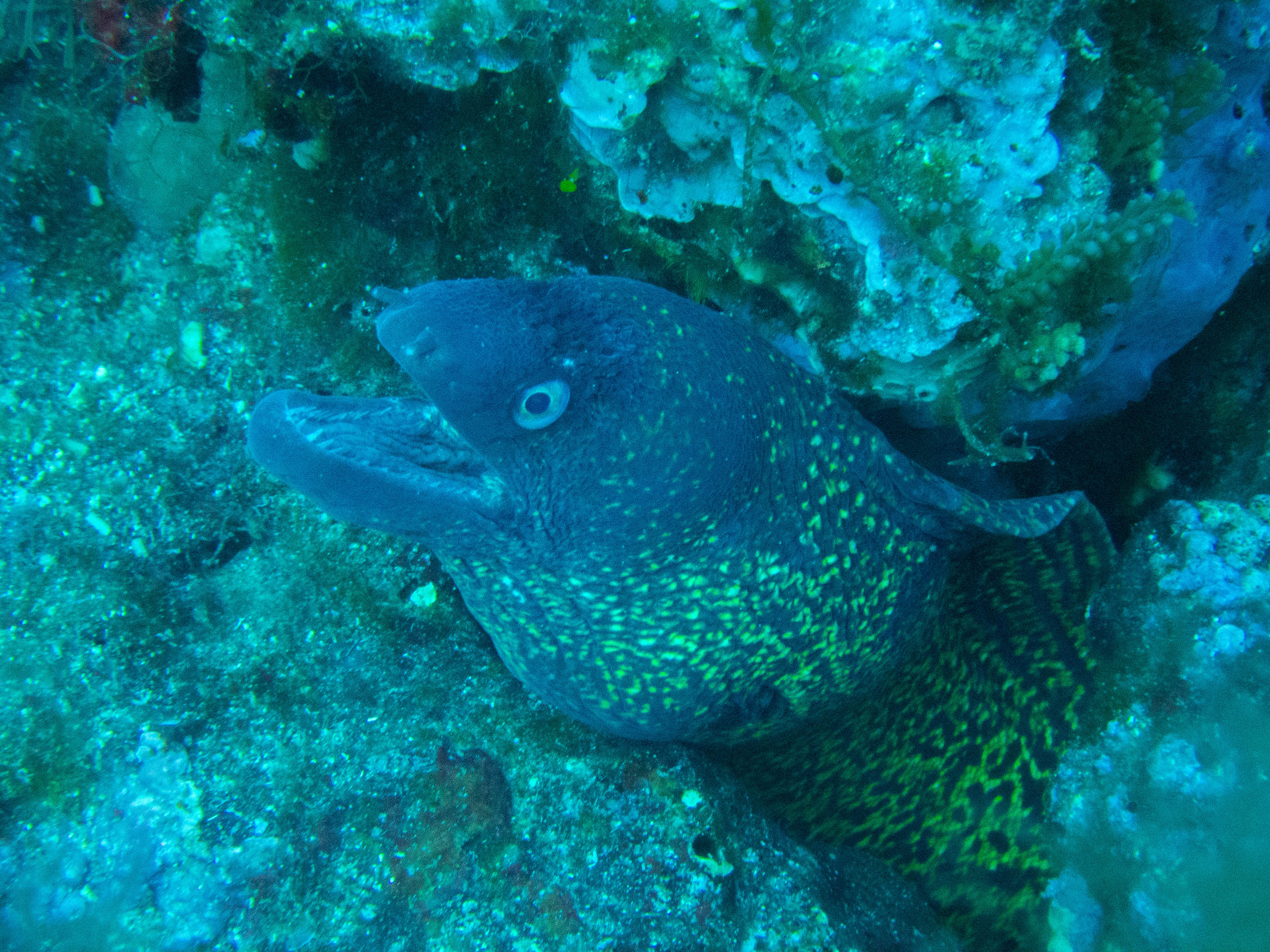 Fotografia 90 de Pollo Diving Asd