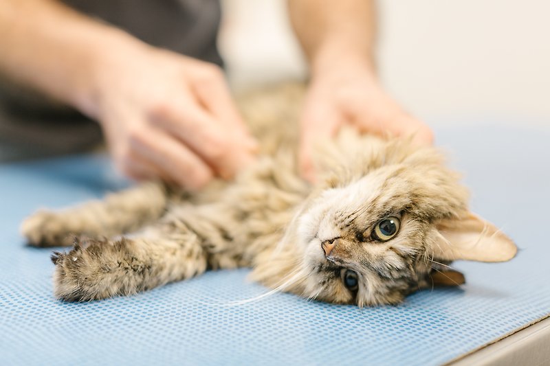 Clinique Vétérinaire des Cimes