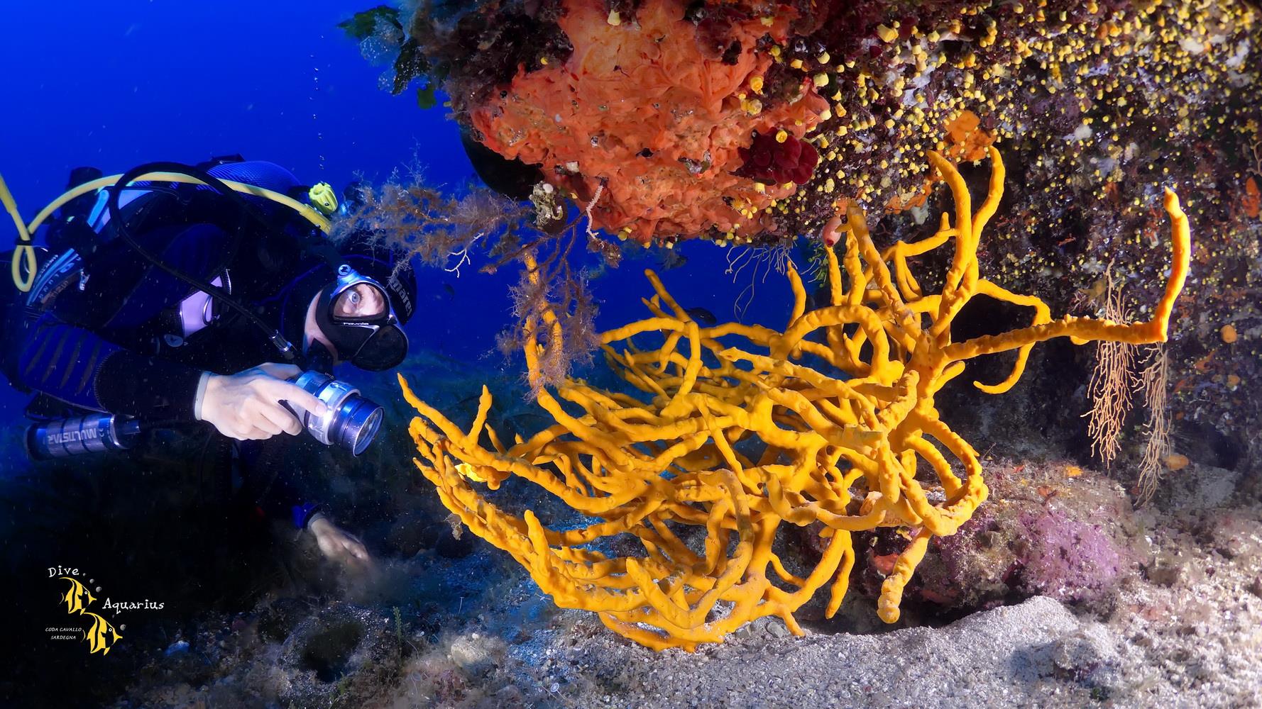 Fotografia 1 de AQUARIUS Dive Center